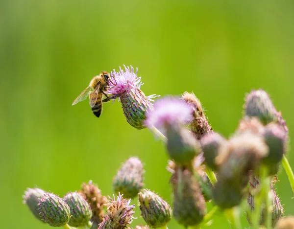 Honey Bee Collecting Pollen Centaurea Stoebe Cirsium Arvense Abeille Pollinisant — Photo
