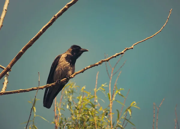 Crow Black Bird Sitting Tree Branch — Stock Photo, Image