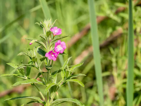 Fialová Květinka Poli Květina Rodiny Loosestrife — Stock fotografie