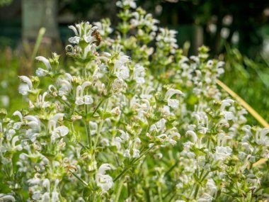 Salvia aethiopis Akdeniz ya da Afrika adaçayı olarak da bilinir. Bulanık arka planı olan bir sürü küçük beyaz çiçek..