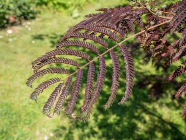 Close up with the foliage of Albizia julibrissin 'Summer Chocolate tree clipart