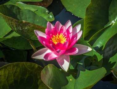 Tek başına Nuphar ya da nilüfer çiçekleri yeşil yapraklar arasında yüzer..