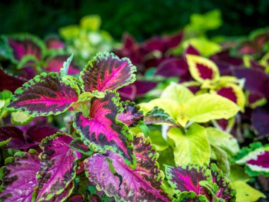Plectranthus scutellarioides veya coleus dekoratif bitki ile kapatın.