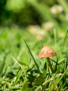 Yeşil çimenlerin arasında büyüyen tek ve izole küçük mantar.