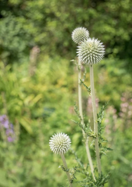 Echinops Ritro Southern Globethistle Plant Blooming — Stock Photo, Image