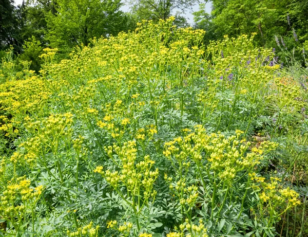 Ruta mezarlıklarının sarı çiçekleri aynı zamanda bilinen adıyla Rue veya Herb of Grace. Bir tarlada bir sürü küçük sarı çiçek.