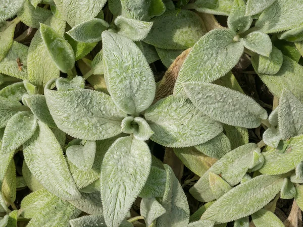 Kuzu Kulağı 'nın güzel yaprakları (Stachys Bizans Gümüş Halı).