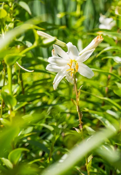 Fechar Com Uma Cabeça Flor Lírio Branco Fundo Borrado — Fotografia de Stock