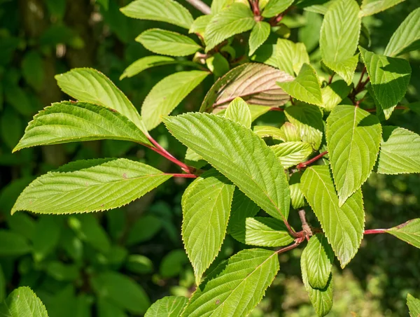 Viburnum Bodnantense Stearn bitkisinin yeşilliğinin detaylarını kapat.