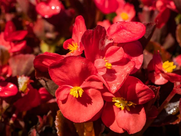 Dettaglio Vicino Con Una Bella Begonia Cera Begonia Cucullata — Foto Stock
