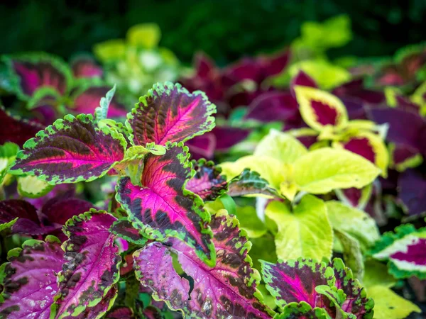 Vicino Con Plectranthus Scutellarioides Pianta Decorativa Coleus — Foto Stock