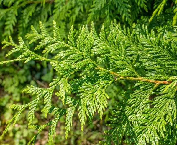 Ayrıntıları Bir Juniperus Yatay Brabches Ile Kapat Sürünen Ardıç Veya — Stok fotoğraf