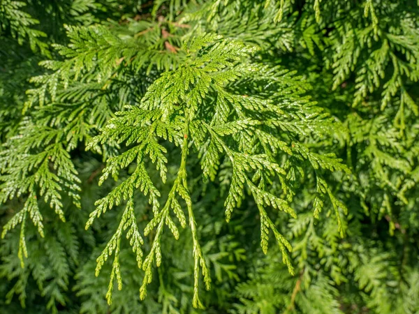 Közelről Részletezze Karjai Egy Juniperus Vízszintes Csúszó Boróka Vagy Csúszó — Stock Fotó