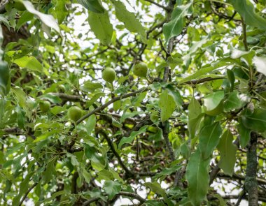 Pirus elaeagrifolia ya da ağaç dalında asılı armut yapraklı armut meyvesi..