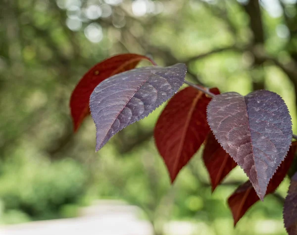 Prunus Cerasifera Nın Kırmızı Yapraklarıyla Kaplan Bilinen Adıyla Kiraz Eriği — Stok fotoğraf