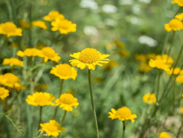 Belle Plante Fleurs Jaunes Dans Famille Des Marguerites Asteraceae — Photo