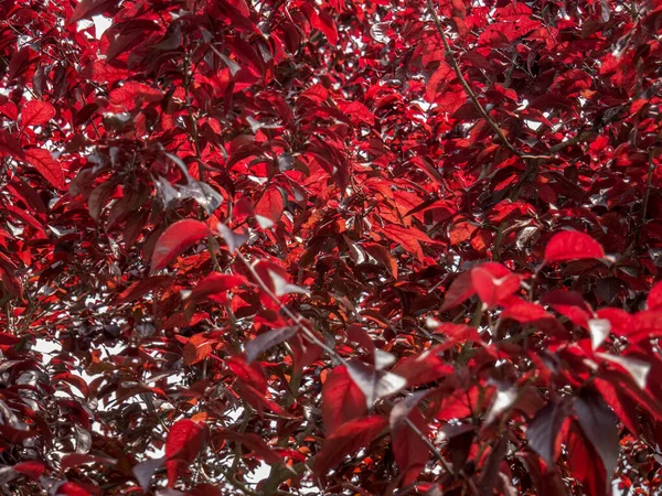 Prunus Cerasifera Nın Taze Kırmızı Yaprakları Bilinen Adıyla Kiraz Eriği — Stok fotoğraf