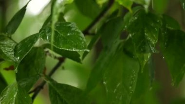 Yeşil yapraklara düşen yağmur damlaları. Kapat. .
