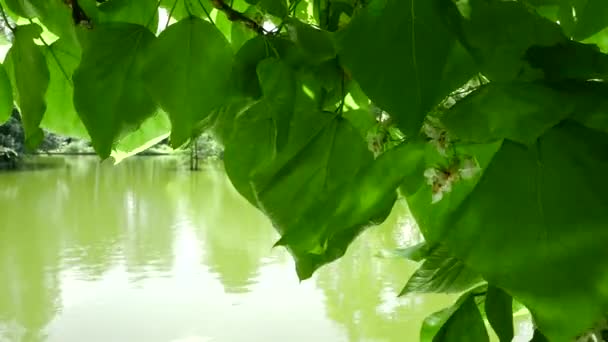 Водні брижі відбивають світло на зелене листя. Сонячне світло мерехтить на листі дерева . — стокове відео