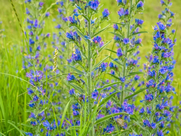 Echium Vulgare Known Viper Bugloss Blueweed Flower Field — Stock Photo, Image
