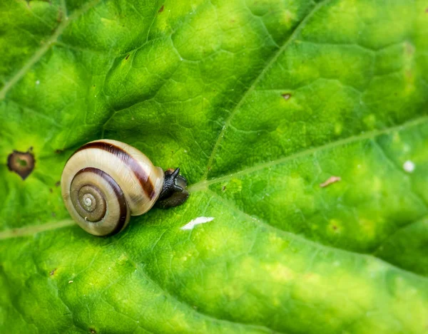 Cerca Con Pequeño Caracol Sobre Una Hoja Verde Bosque —  Fotos de Stock