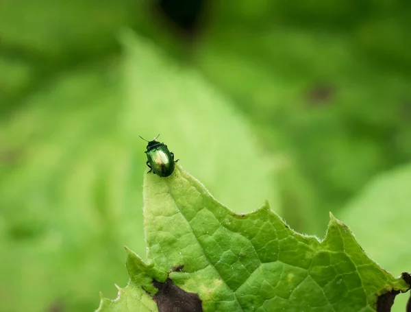 緑色の葉に緑色のドック甲虫 緑色のドック葉甲虫又は緑色のソレル甲虫として知られる胃腸管 — ストック写真