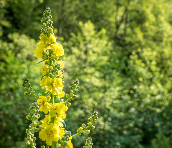 Agrimonia Eupatoria Fleur Jaune Avec Petites Lumières Bokeh Comme Fond — Photo