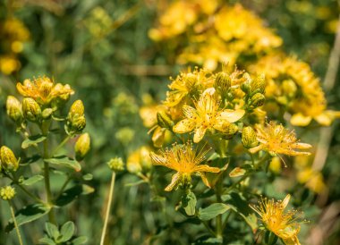 Romanya dağlarında Hypericum perforatum sarı çiçek. Seçici odak