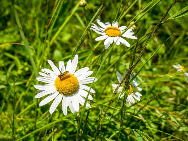 Abeille Domestique Sur Une Fleur Leucanthemum Vulgare Recueillant Pollen — Photo