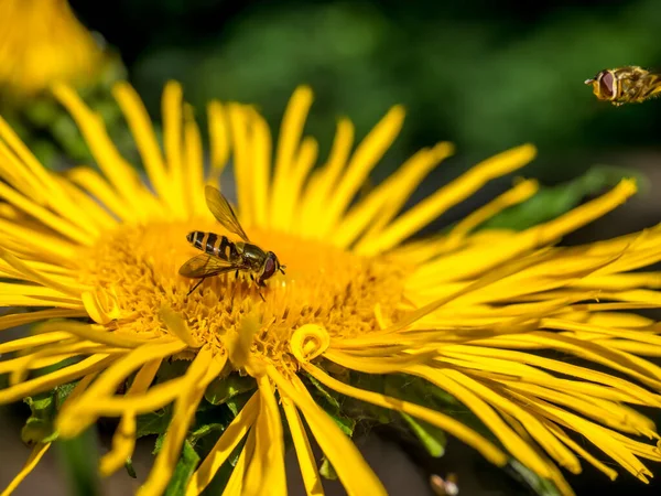 Bin Som Samlar Pollen Från Gul Blomma Telekia Speciosa Eller — Stockfoto