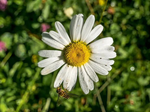Abeille Domestique Sur Une Fleur Leucanthemum Vulgare Recueillant Pollen — Photo