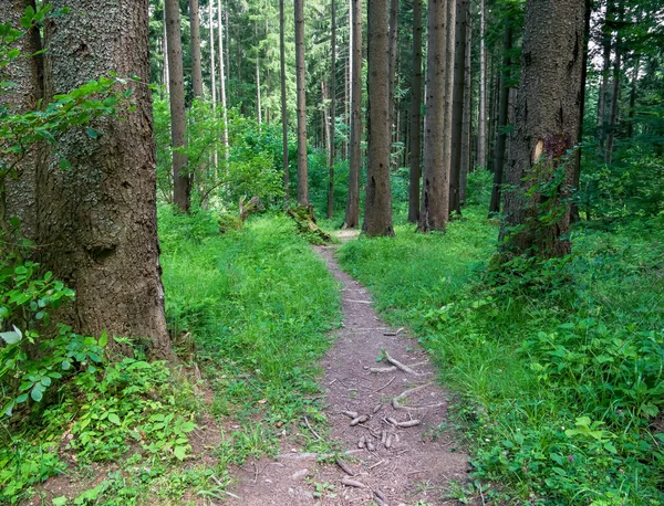 Gyalogösvény Vagy Tanösvény Erdőben Mindkét Oldalon Zöld Fűvel — Stock Fotó