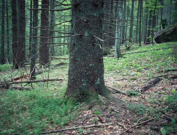 Paisaje Forestal Las Montañas Cárpatas Rumanía — Foto de Stock