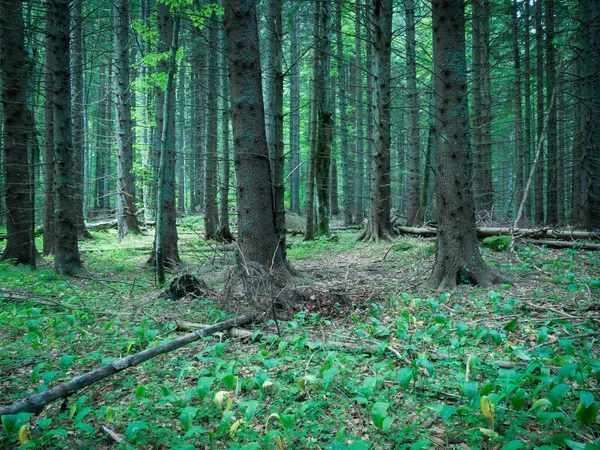 Paisaje Forestal Las Montañas Cárpatas Rumanía — Foto de Stock