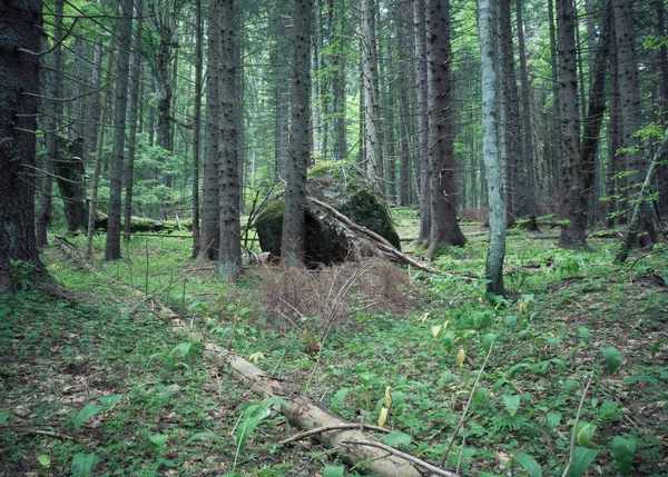 Paesaggio Forestale Nelle Montagne Dei Carpazi Romania — Foto Stock
