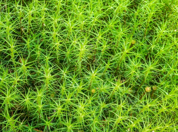 Polytrichastrum Formosum Algemeen Haardos Haarmos Natuurlijke Textuur Achtergrond — Stockfoto