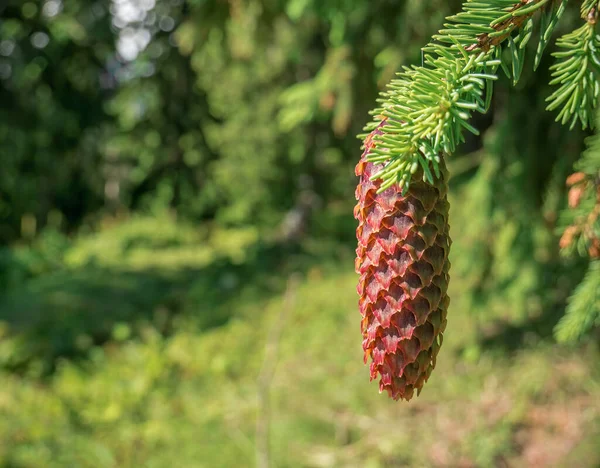 Pinus Lambertiana Veya Kozalak Şekeri Ağaçta Bir Kozalakla Yaklaş — Stok fotoğraf