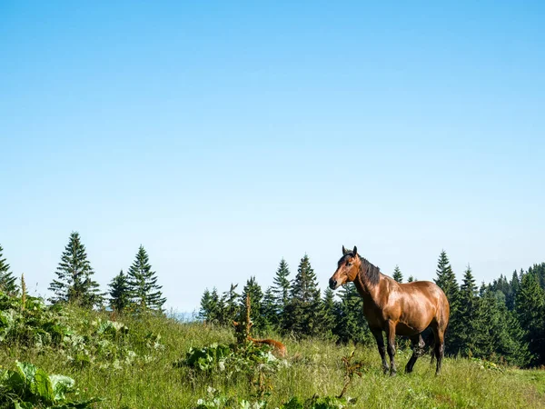 Brun Märr Eller Honhäst Äng Mot Blå Himmel — Stockfoto