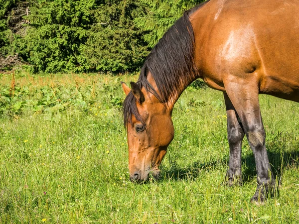 Brun Märr Eller Honhäst Äng Som Betar — Stockfoto