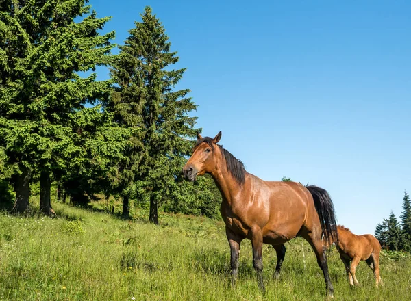 Mare Bir Tay Çayırda Otluyor — Stok fotoğraf