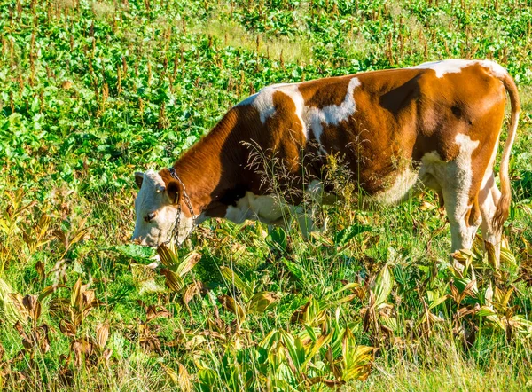 Krowa Pasąca Się Zielonej Łące Górach Rumunii Krowy Jedzące Trawę — Zdjęcie stockowe