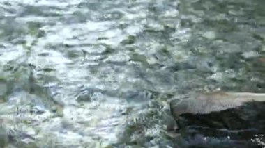 Kayaların arasından ormana akan su akıntısı. Bucegi Ulusal Parkı 'nda su kaynağı.