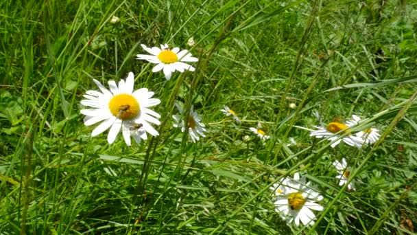 Méhecske Egy Leucanthemum Vulgare Százszorszép Virág Gyűjtése Pollen — Stock videók