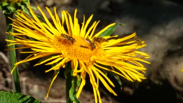 Méhecske Egy Leucanthemum Vulgare Százszorszép Virág Gyűjtése Pollen — Stock videók