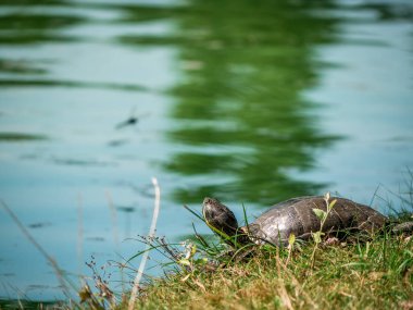 Avrupa gölet kaplumbağası (Emys orbicularis) gölün kenarındaki çimlerin üzerinde oturur. Bir parkta..