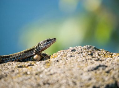 Lacerta agilis olarak da bilinen kum kertenkelesi bir kayanın üzerinde oturuyor. Bulanık arkaplanda bir kertenkele ile kapat.