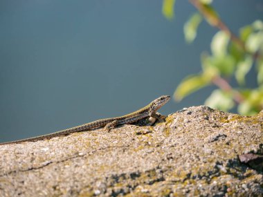 Lacerta agilis olarak da bilinen kum kertenkelesi bir kayanın üzerinde oturuyor. Bulanık arkaplanda bir kertenkele ile kapat.