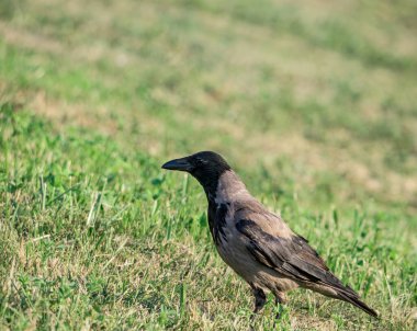 Bükreş 'teki doğal bir parkta çimlerin üzerinde duran Corvus Cornix veya Başlıklı Karga.