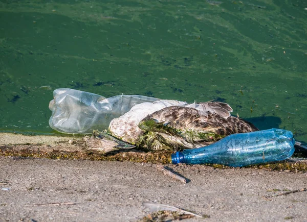 Una Gaviota Muerta Pájaro Borde Del Agua Junto Botellas Plástico — Foto de Stock