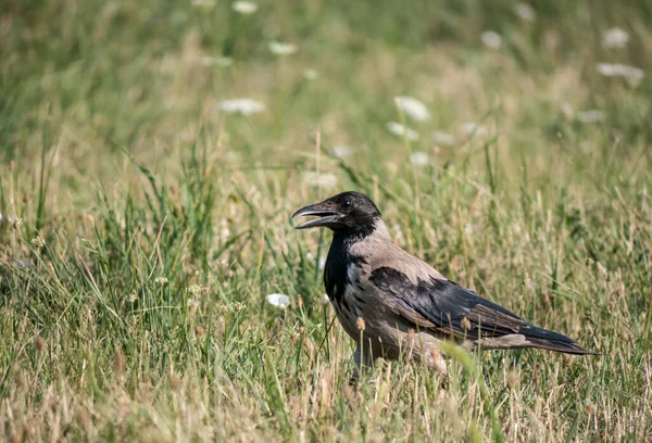 Corvus Cornix Hooded Crow Στέκεται Στο Γρασίδι Ένα Φυσικό Πάρκο — Φωτογραφία Αρχείου